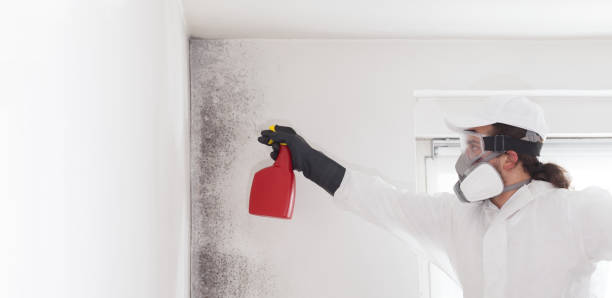 Mold Removal Process in Mebane, NC